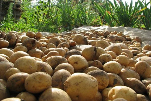 Пензенская область способна обеспечить себя картофелем, а также поставлять излишки в соседние регионы
