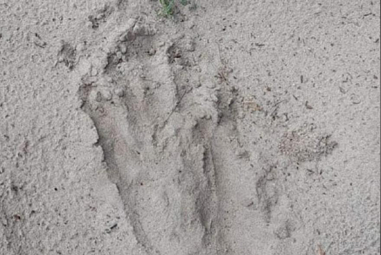 В Кузнецком районе нашли отпечатки лап медведя 