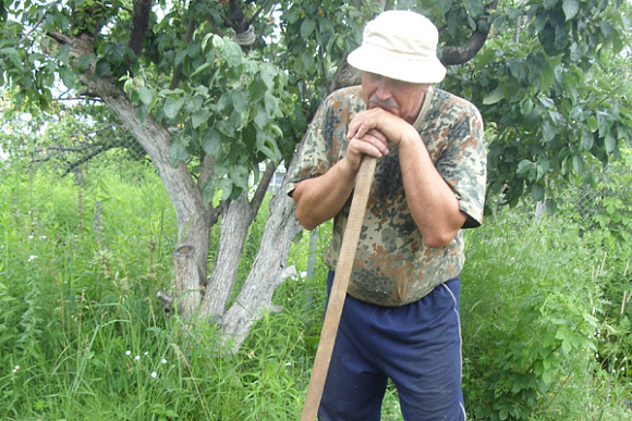 Фото||Галина КОРНИЛОВА Полезна ли яблоне лопата?