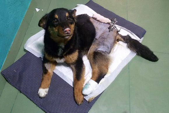 Пензенского пса, найденного покалеченным на дороге, спасает вся страна