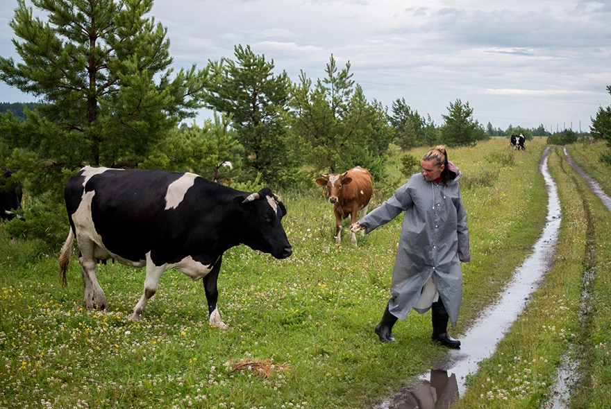  В Пензенской области стало меньше коров, а молока – больше 