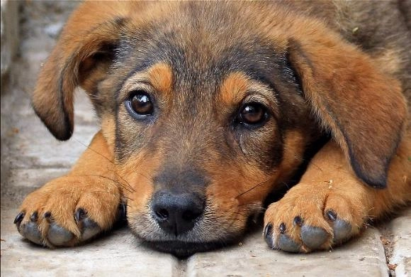 Фото mos.news Пензенскому приюту для животных отдали здание на ул. Бийской