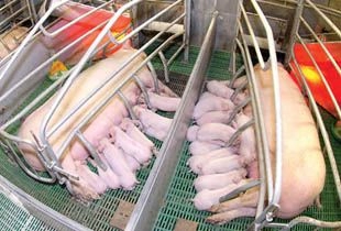 Фото||777444.ru В Пензенской области проанализируют проект строительства свинокомплекса