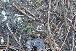 Пензенцы обнаружили мертвых птенцов в Детском парке
