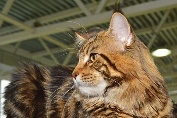 В Пензе покажут редкую породу кошек пиксибоб