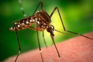 В Пензенской области зарегистрированы два завозных случая малярии