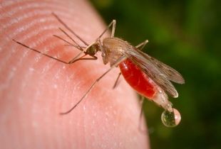 В Пензенской области зарегистрировано два случая малярии