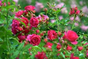 Розы среди зимы цветут в Иссинском и Нижнеломовском районах