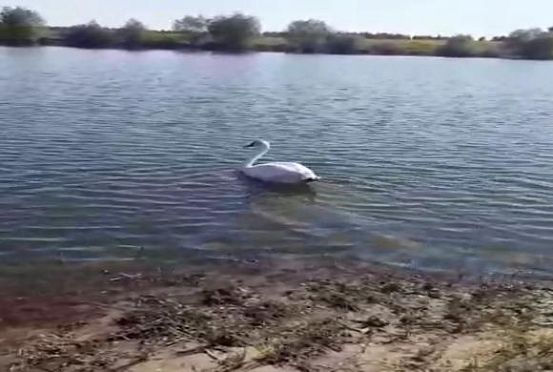В Пензенской области жители спасли лебедя-шипуна