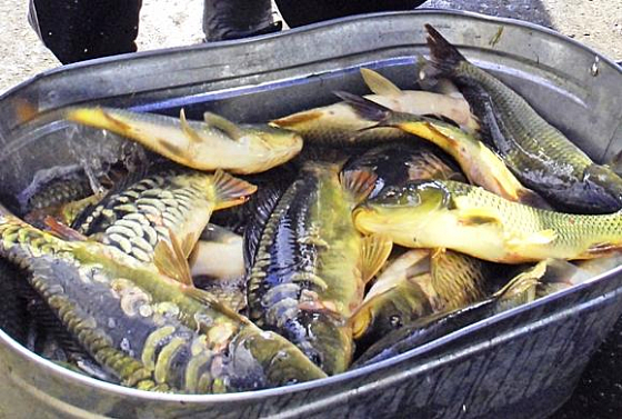 В Пензенскую область завезли рыбу, зараженную описторхозом