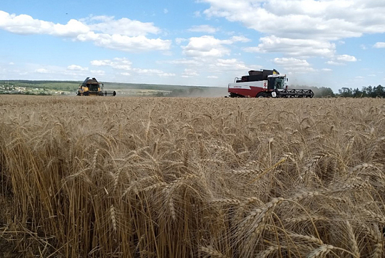 Аграрии Сурского края намолотили 2,2 млн тонн зерна