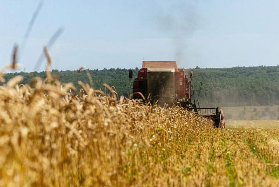 Пензенская область лидирует в ПФО по урожайности сельхозкультур