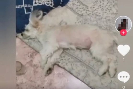 Пензенские зоозащитники ищут девушку, избившую собаку во время стрима