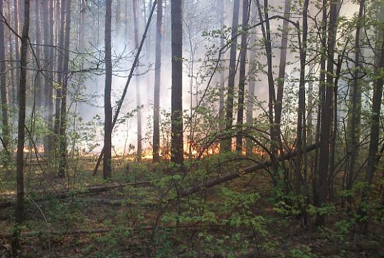  В Пензенской области пожары уничтожили 112 га леса 