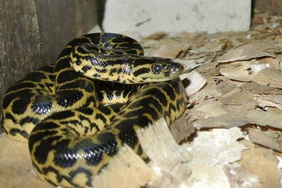 В пензенском зоопарке у парагвайской анаконды появилось 6 детенышей