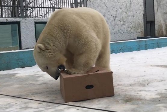 В Пензенском зоопарке показали, как медведь достает из коробки рыбу