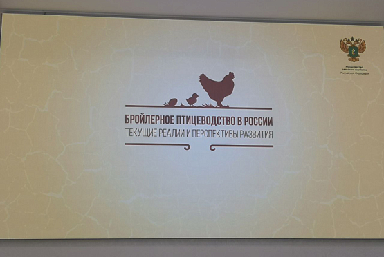 Пензенская область находится в лидерах по производству мяса птицы 