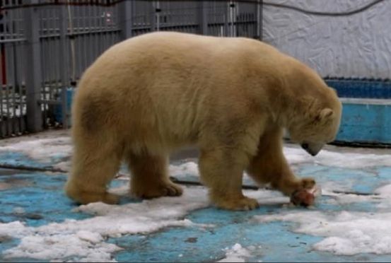 В зоопарке пензенцам показали, как медведь «размораживает» еду