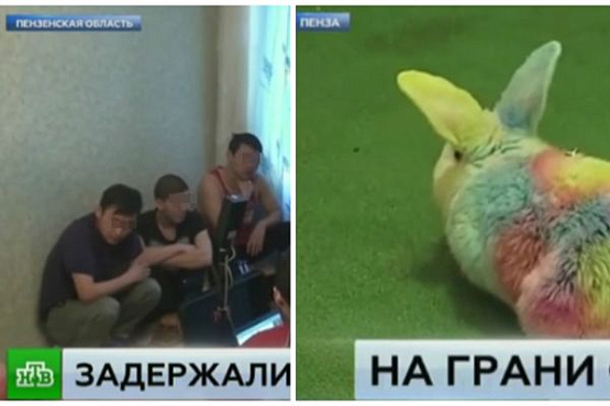На НТВ показали квартиру пензенских террористов и крашеных кроликов