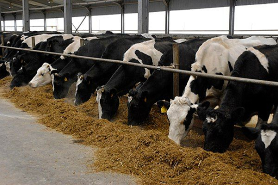 Пензенская область получит 27,4 млн. рублей на развитие мясного скотоводства