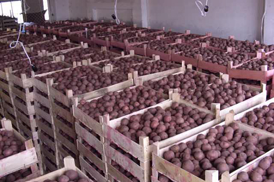 В Пензенской области построят крупный комплекс по производству картофеля