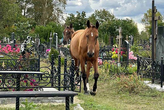 Лошадиный скандал в Богословке: почему табун пасется на кладбище