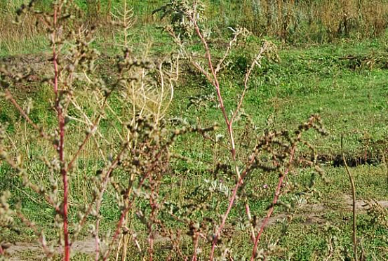Пензенскому сельчанину грозит 10 лет за незаконный урожай