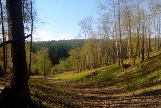 В Пензенской области пропал в лесу 85-летний мужчина