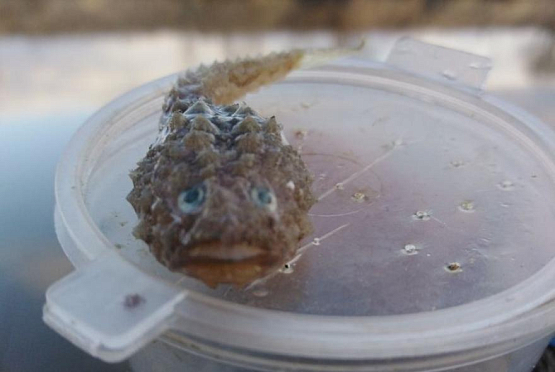 В пензенских водоемах обнаружили рыб-«пришельцев»