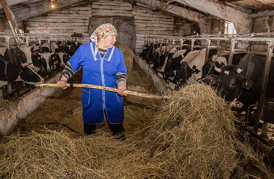 Фермеры из Каменского района поставляют уникальное молоко в Пензу