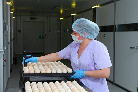 Пензенский производитель первым в стране вышел на полное обеспечение инкубационным яйцом индейки