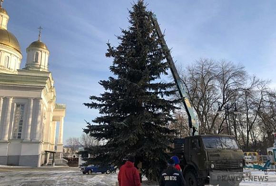 Живая новогодняя елка из Пензы попала в топ-10 самых высоких в России