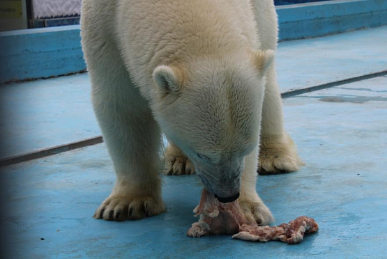 Пензенцев приглашают на показательное кормление белого медведя