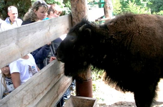 Бизона в пензенском зоопарке назвали Татанка