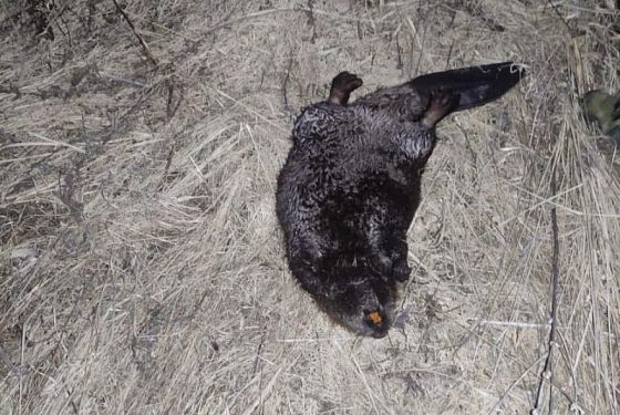 В Бессоновском районе браконьер незаконно убил бобриху
