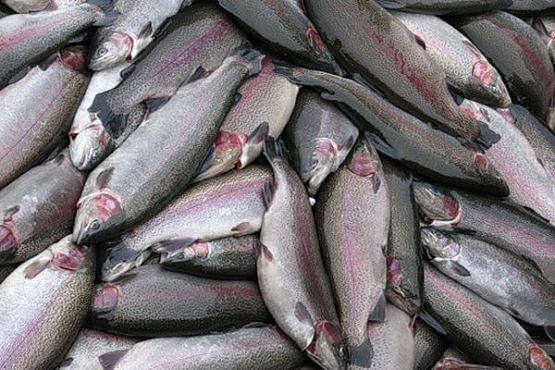 В Пензенской области новый инвестпроект позволит производить по 500 тонн товарной рыбы в год